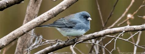 Birds Of New Mexico 21 Must See Species American Bird Conservancy