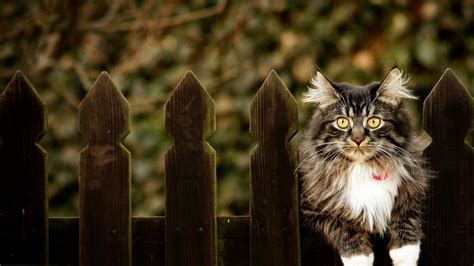 Cat Sitting On Wooden Fence