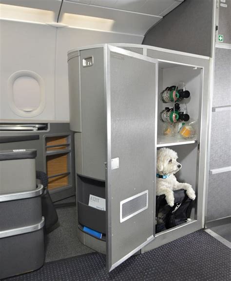 Each passenger is allowed to travel with only one (1) dog in cabin, carried within a special box/container. American's JFK-LAX/SFO Flights Introduce First Ever Pet ...