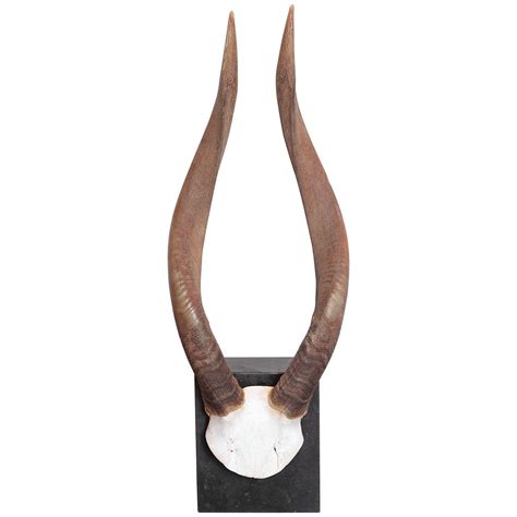 African Nyala Antelope Horns For Sale At 1stdibs Nyala Horns Nyala
