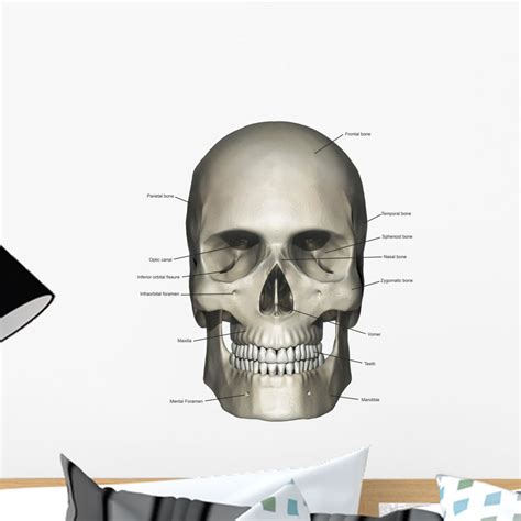 Skull Anatomy Labeled Anatomical Charts And Posters