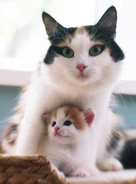 Keep your baby safe by getting rid. What a Little Cutie - 16th June 2014 | Cute cats, Cute ...