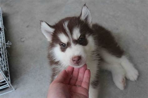 Their undercoat can be copper, light red, or cream. Siberian Husky Puppy Sold - 1 Month, Red Copper Siberian ...