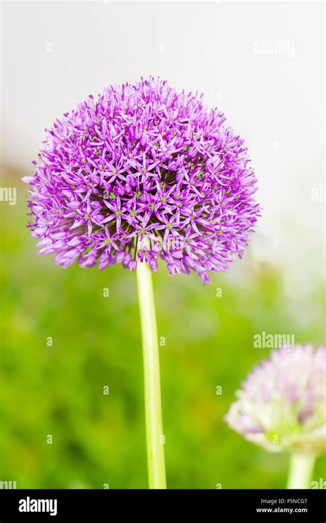 Purple Giant Onion Allium Giganteum Flower Stock Photo Alamy