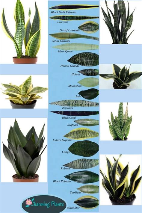 Sansevieria Types By Leaf Plants Sansevieria Plant Snake Plant Care