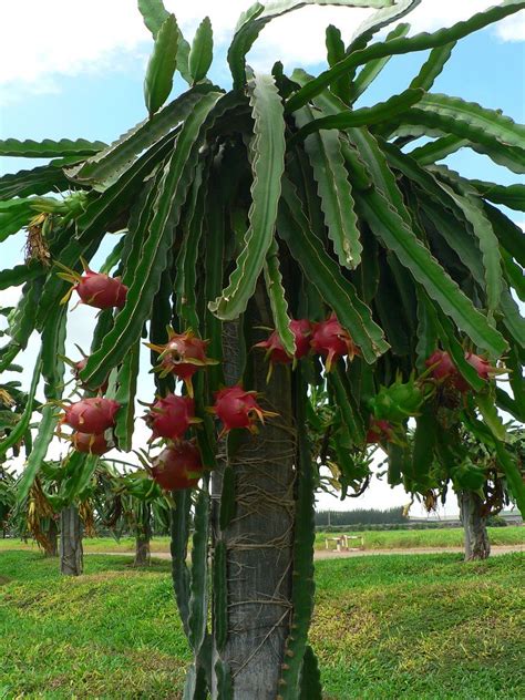 Growing Our Own Dragon Fruit The 5 Year Status Report And Reminder