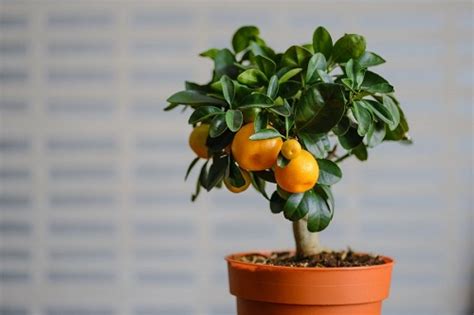 How To Grow Satsumas From Seeds Indoors Growing Mandarin Oranges