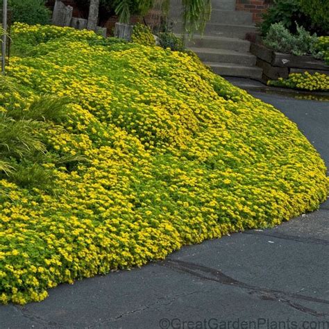 Drought Resistant Ground Cover Full Sun Ema Mathews