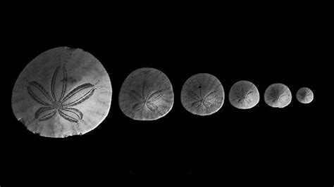 Most of the intact sand dollars i found were lying on the wet sand immediately after a wave had receded. Surprising Facts About Sand Dollars on the Oregon Coast