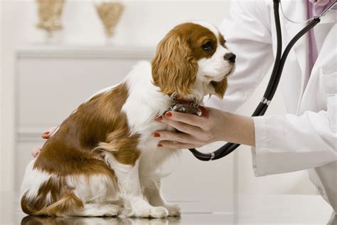 Feel free to browse our dogs and cats pages for important information about vaccinations and the diseases they prevent. Veterinary Hospital - Chino, CA - Francis Animal Hospital