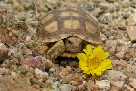 Desert Tortoise Animal Wildlife