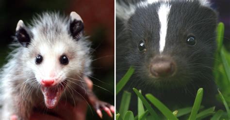 Opossum Shoving Skunk Into Pond Wins Trail Cam Contest