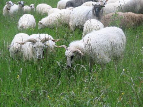 Ovce a vlna na slovenskom - sheep and wool in Slovakia ...
