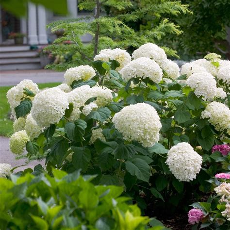 8 Outstanding Hydrangeas From The Better Homes And Gardens Test Garden