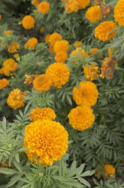Maybe you would like to learn more about one of these? 9 Plants that Repel Mosquitoes, Flies & Spiders | Signals AZ