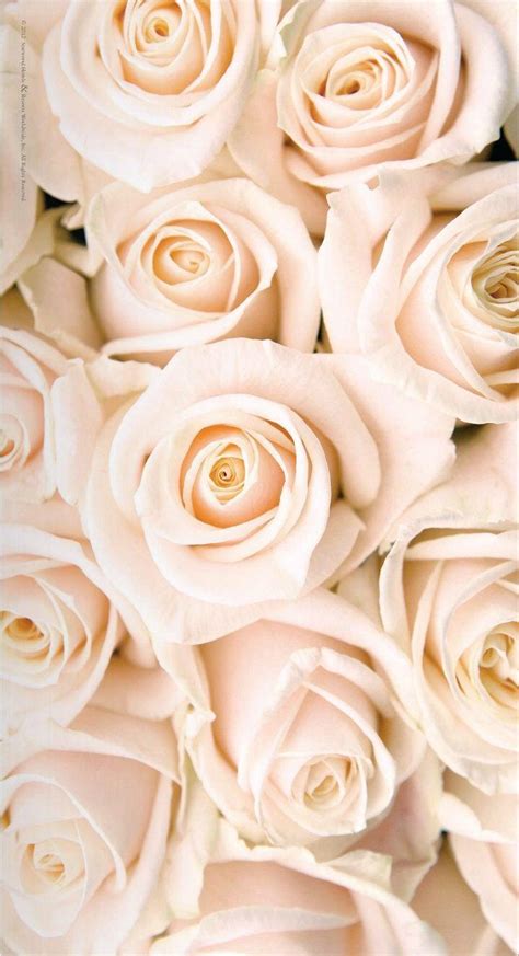 Paling Populer 23 Wallpaper Flower Rose Gold Gambar Bunga Hd