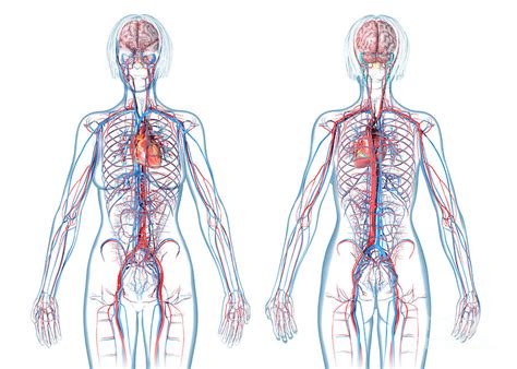 Female Cardiovascular System Photograph By Leonello Calvettiscience