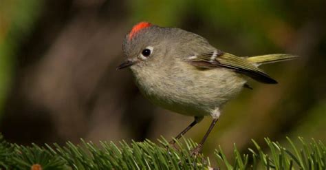 The Top 10 Smallest Birds In North America A Z Animals