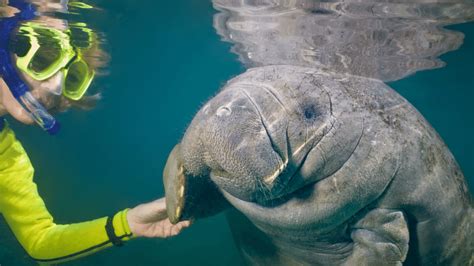Manatees In Florida Are Easy To Find With This Simple Trick