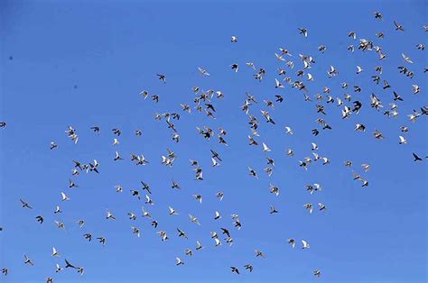 Flock Of Pigeon Flying In The Sky