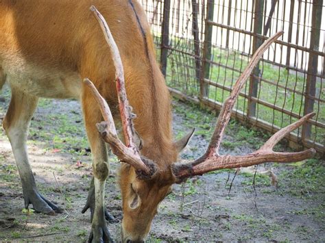 熊本市動植物園公式 On Twitter 落角から4ヶ月のチョッパー えーっ！だっ、だっ、大丈夫？ だいじょうぶ！はいでますから