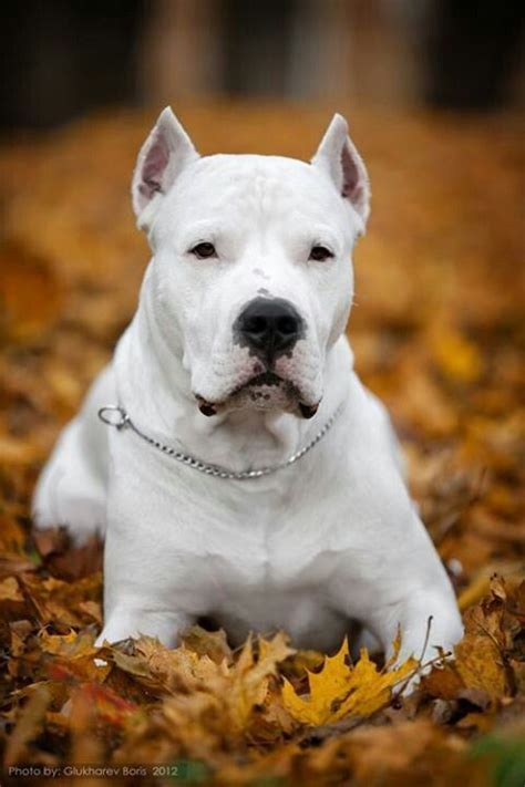 El Dogo Argentino Es Una Raza Canina Originaria De Argentina Se