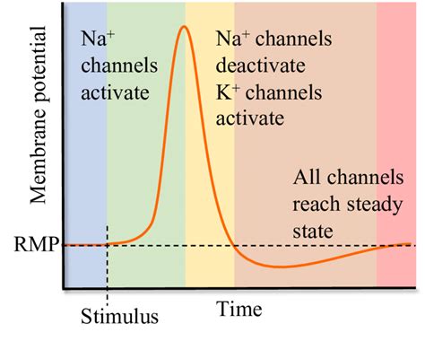 A Schematic Of An Action Potential When A Stimulus Is Applied An