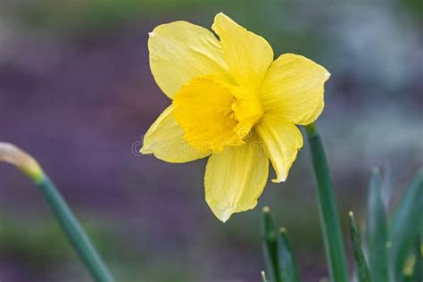 Daffodil Flower Beautiful Bright Yellow Flower Among Green Leaves