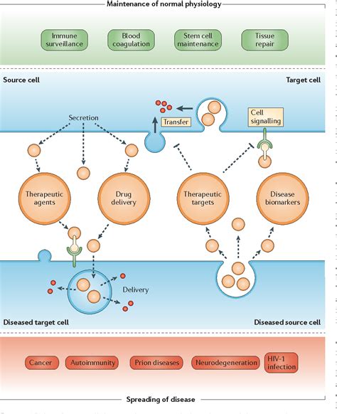 Figure 2 From Extracellular Vesicles Biology And Emerging Therapeutic