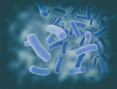 Als Study Finds Bacteria Fungi In Central Nervous System Of Patients