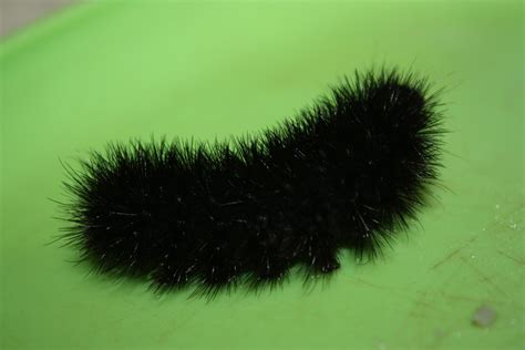 Black Fuzzy Caterpillar Bing Images