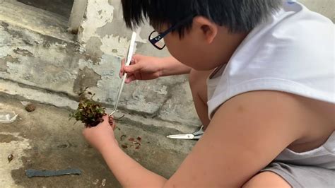 How To Propagate Aquatic Plants Ludwigia Repens Ludwigia Rubin Mini