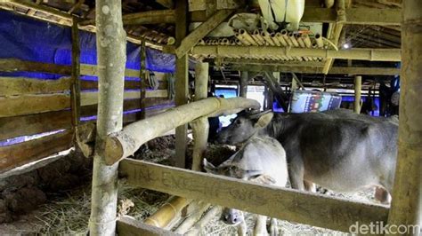 Melihat Kandang Kerbau Yang Ditinggali Keluarga Dasirin Di Pekalongan