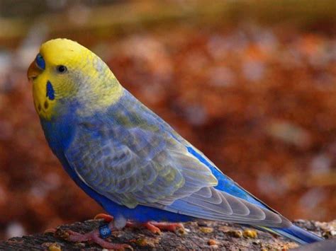 42 Best Rainbow Budgies Images On Pinterest Budgies Parakeets And