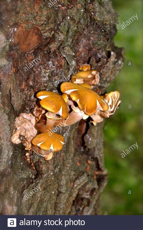 Yellow Fungus Growing From The Side A Gnarled Tree Trunk With Peeling