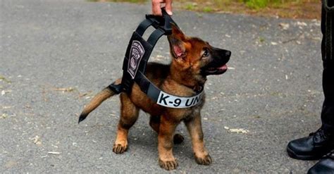 23 Adorables Cachorros Entrenando Para Ser Los Futuros Perros Policía