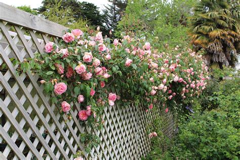 How To Train Climbing Roses Gardeners Path