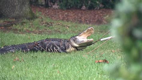 Hes A Big Gator Nearly 9 Foot Gator Found In Tampa Residents Pool