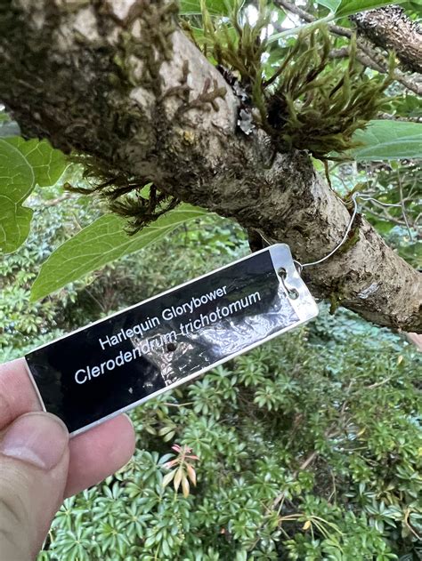 Binomial Nomenclature in Plants: The Basics — Chris Welch's