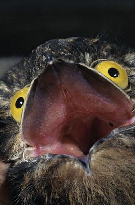 A creature with feathers and wings, usually able to fly: Potoo Bird Photos - Barnorama