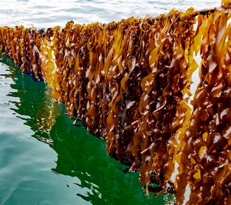 Kelp To Eat