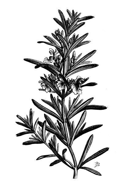 Rosemary Botanical Drawing Stock Photos Pictures And Royalty Free Images