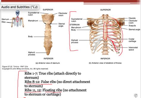 Axial Skeleton The Vertebral Column And The Thoracic Vrogue Co