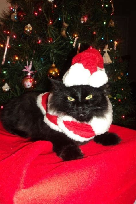 Black Cat Christmas Just Love The Expression Christmas Animals