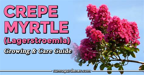 Crepe Myrtle Lagerstroemia Growing Care Guide Sumo Gardener