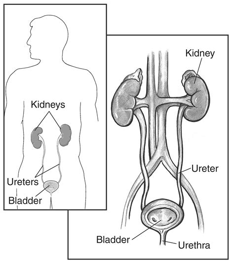 A Normal Urinary Tract With Kidneys Ureters Bladder And Urethra