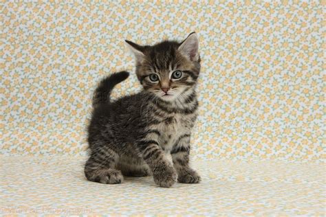 Cute Tabby Kitten On Flowery Background Photo Wp36481