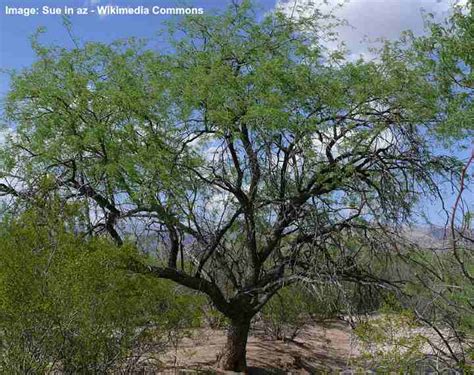 Mesquite Trees Types Leaves Flowers Bark Identification Pictures