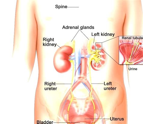 Urinary Bladder Where Is The Bladder Located In The Human Body