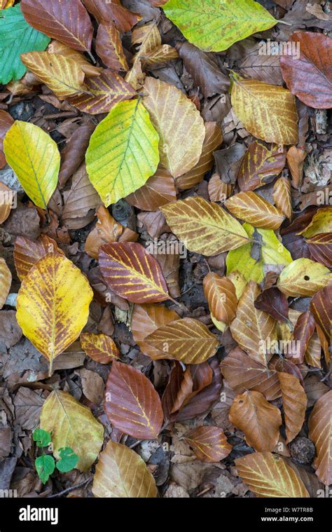 Beech Tree Fagus Sylvatica Surrey Hi Res Stock Photography And Images